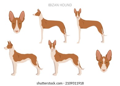 Ibizan hound clipart. Different poses, coat colors set.  Vector illustration