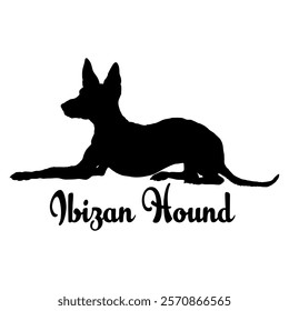 Ibizan Hound dog silhouette, dog breeds, logo, vector, silhouette,  animal, illustration, icon, sign, design, black, symbol, pet, love
