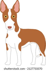 The Ibizan Hound is a lean, agile dog of the hound family. Ibizan Hound is intelligent, active, and engaging by nature. 