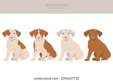 Ibizan hound puppy clipart. Different poses, coat colors set.  Vector illustration