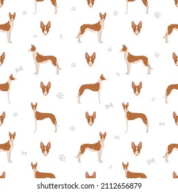 Ibizan hound seamless opattern. Different poses, coat colors set.  Vector illustration