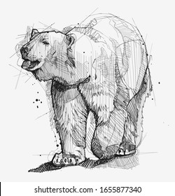 Ice bear sketch drawing in vector