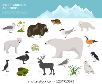 Ice sheet and polar desert biome. Terrestrial ecosystem world map. Arctic animals, birds, fish and plants infographic design. Vector illustration