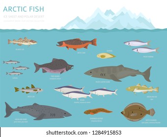 Ice sheet and polar desert biome. Terrestrial ecosystem world map. Arctic animals, birds, fish and plants infographic design. Vector illustration