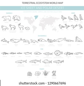 Ice sheet and polar desert biome. Simple line style. Terrestrial ecosystem world map. Arctic animals, birds, fish and plants infographic design. Vector illustration