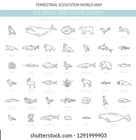 Ice sheet and polar desert biome. Simple line style. Terrestrial ecosystem world map. Arctic animals, birds, fish and plants infographic design. Vector illustration