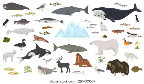 Ice sheet and polar desert biome. Terrestrial ecosystem world map. Arctic animals, birds, fish and plants infographic design. Vector illustration