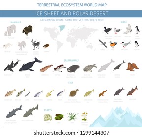 Ice sheet and polar desert biome. Isometric 3d style. Terrestrial ecosystem world map. Arctic animals, birds, fish and plants infographic design. Vector illustration