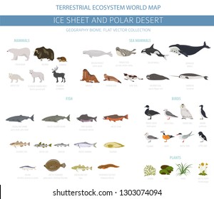 Ice sheet and polar desert biome. Terrestrial ecosystem world map. Arctic animals, birds, fish and plants infographic design. Vector illustration