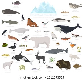 Ice sheet and polar desert biome. Terrestrial ecosystem world map. Arctic animals, birds, fish and plants infographic design. Vector illustration