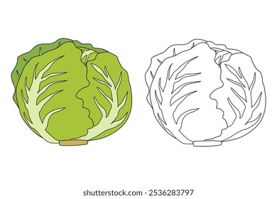 Dibujos para colorear de Lechuga Iceberg para niños. Trazo y color Lechuga Iceberg. Iceberg Lechuga arte de línea aislado en el Vector de fondo blanco. Hojas de trabajo de jardín de infantes y preescolar imprimibles para niños. 