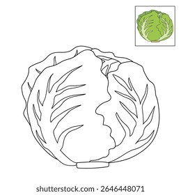 Iceberg Alface páginas de coloração para crianças. Alface Iceberg de traço e cor. Iceberg Alface arte linha isolado no vetor de fundo branco. Planilhas de jardim de infância e pré-escola imprimíveis para crianças. 