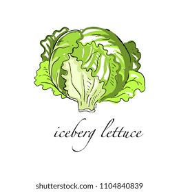 Iceberg lettuce fresh culinary plant, green seasoning cooking herb for soup, salad, meat and other dishes hand drawn vector Illustrations on a white background