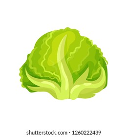 Iceberg lettuce fresh salad leaves, healthy organic vegetarian food, vector Illustration on a white background