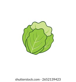 Alface iceberg verde crocante vegetal folhoso ilustração Vetor