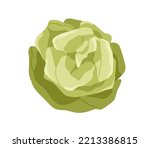 Iceberg lettuce head. Green leaf vegetable. Healthy salad food. Organic fresh raw bunch of leaves. Flat graphic cartoon vector illustration isolated on white background