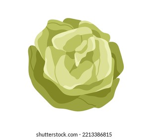 Iceberg lettuce head. Green leaf vegetable. Healthy salad food. Organic fresh raw bunch of leaves. Flat graphic cartoon vector illustration isolated on white background