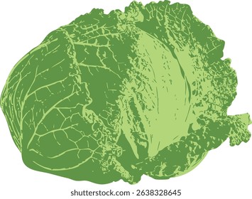 Iceberg lettuce vector illustration on white background. Detailed green cabbage silhouette with textured leaf veins. Perfect for food packaging, healthy eating infographics, and vegetarian menu design