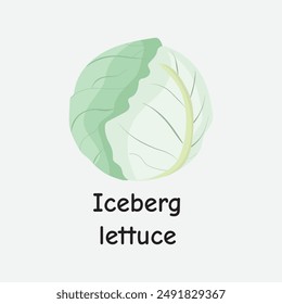 Iceberg Lettuce Vector Illustration for Salads