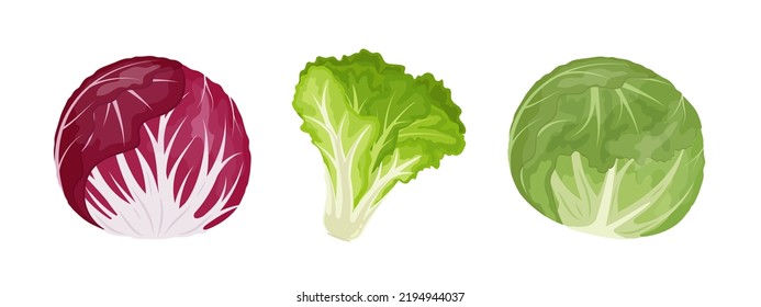 Iceberg, radicchio and leafy green lettuce, vector Illustration on white background, banner