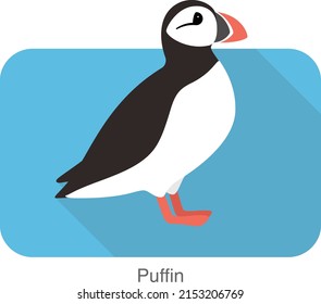 Iceland bird, flat cute puffin  vector illustration
