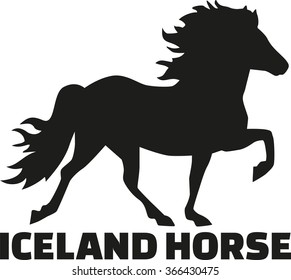 Iceland horse