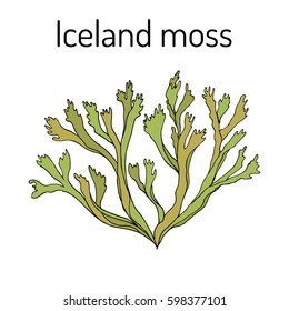 Iceland moss (Cetraria islandica), medicinal plant. Hand drawn botanical vector illustration