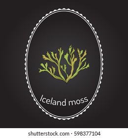 Iceland moss (Cetraria islandica), medicinal plant. Hand drawn botanical vector illustration