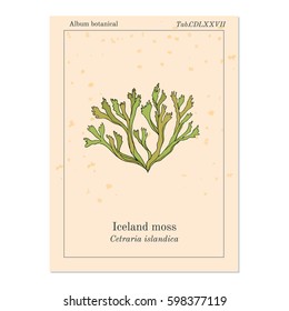 Iceland moss (Cetraria islandica), medicinal plant. Hand drawn botanical vector illustration