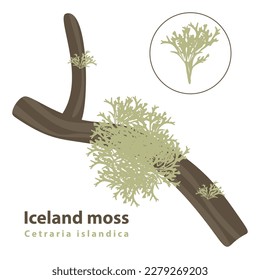 Moisés islandeses sobre un árbol y por separado en ilustración vectorial plana