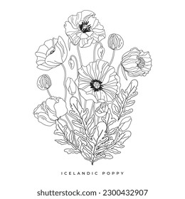 Iceland Poppy flowers and leaves outline isolated on white backgrounds. Line art vector botanical illustration