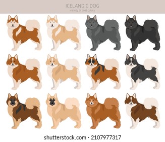 Clíparte de perro islandés. Postas diferentes, colores de abrigo.  Ilustración del vector