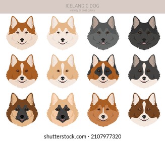 Icelandic dog clipart. Different poses, coat colors set.  Vector illustration