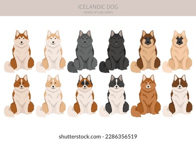 Icelandic dog clipart. Different poses, coat colors set.  Vector illustration