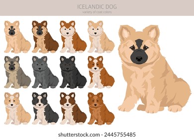 Icelandic dog puppy clipart. Different poses, coat colors set.  Vector illustration