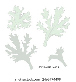 Icelandic moss (Cetraria islandica) is a medicinal plant. Color vector illustration of Icelandic moss, a set of hand drawings isolated on a white background.