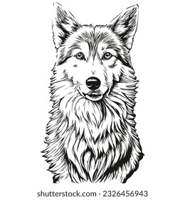 Icelandic Sheepdog dog pet sketch illustration, black and white engraving vector realistic breed pet