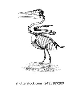 Ichthyornis - Pájaro Pescado: género extinto de aves marinas dentadas como orniturano del período Cretácico tardío de América del Norte. Ichthyornis ha sido históricamente importante, arrojando luz sobre la evolución de las aves