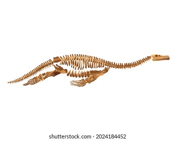 Ichthyosaur skeleton on white background.