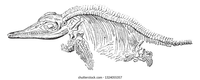 Ichthyosaur, vintage engraved illustration. Zoology Elements 