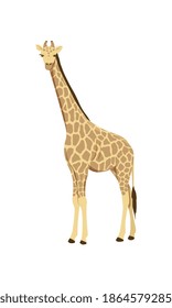 Icon of african giraffe. Wild savannah giraffe. Zoo or wildlife theme. Cartoon vector illustration isolated on white background