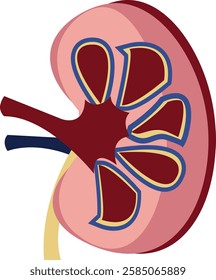 Icon of the anatomical structure of the kidney. Logo of urology, nephrology, kidney diseases. Medical or Healthcare theme symbol vector illustration isolated on white background