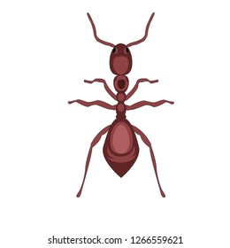 icon ant vector
