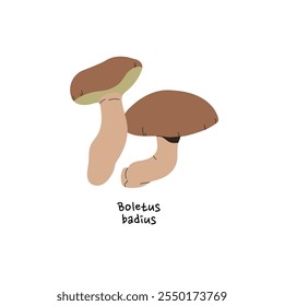 Icono de boletus badius o bolete de bahía. Seta arbolada con tapa marrón. Hongo comestible del bosque con nombre. Hongos de otoño para la comida. Caer en la naturaleza. Ilustración vectorial aislada plana sobre fondo blanco