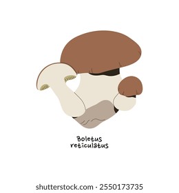 Icono de boletus reticulatus. Chep de verano con nombre. Hongo comestible de otoño con tapa marrón. Hongos del bosque, bolete del bosque para la comida. Naturaleza otoñal. Ilustración vectorial aislada plana sobre fondo blanco