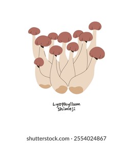 Icon of Buna or Hon shimeji. Group of little mushrooms with name. Edible bolete, autumn forest fungus, raw boletus for eating. Woodland harvest. Flat isolated vector illustration on white background