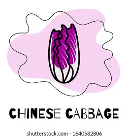 Icon of chinese cabbage, vegetables. Modern and bright illustration of a chinese cabbage in the flat style with text and graphic elements.
