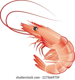 Icon of cooked shrimp in flat style, seafood. Isolated on white background