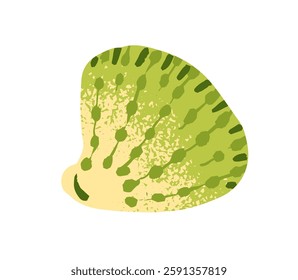 Icon of cute green cockle. Exotic seashell of clam. Tropical sea shell of mollusk. Cute drawn scallop, cockleshell. Decoration from ocean, beach. Flat isolated vector illustration on white background