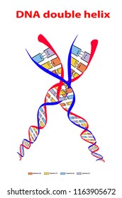 Icon DNA sign structure double helix split colore on white background. Nucleotide, Phosphate, Sugar, and bases. education vector info graphic. Adenine, Thymine, Guanine, Cytosine.